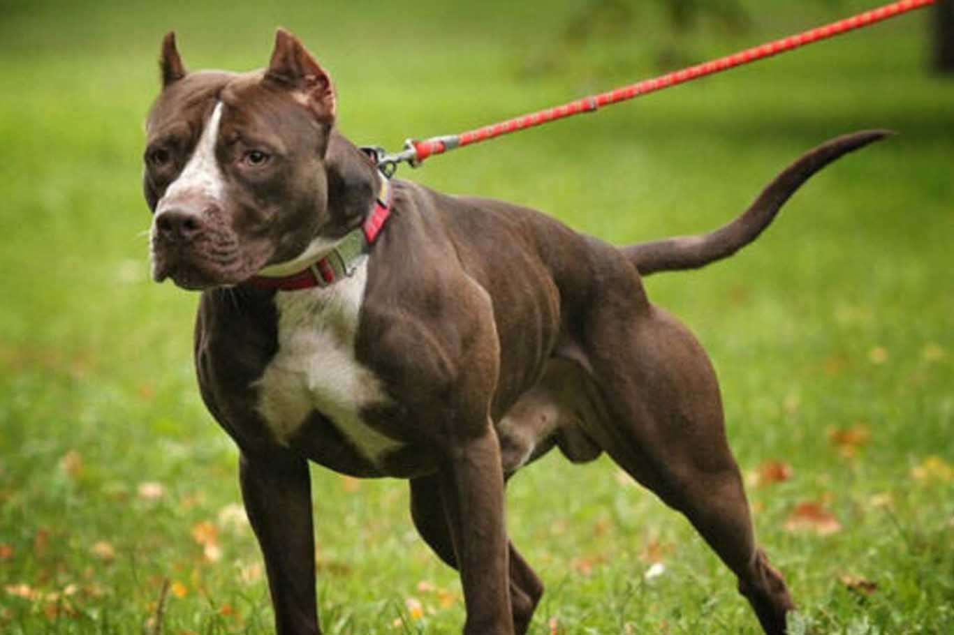 Gaziantep’te 4 yaşındaki çocuğa pitbull saldırısı: 6 kişi gözaltına alındı Gaziantep’te 4 yaşındaki çocuğa pitbull saldırısı: 6 kişi gözaltına alındı